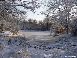 frozen pond in the snow
