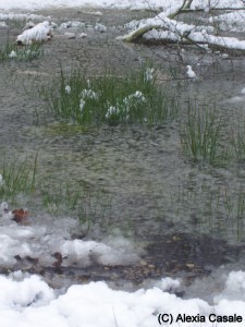 stream with snowy banks