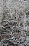 frosted fens