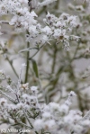 frosted flowers