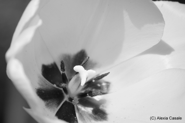 black and white tulip